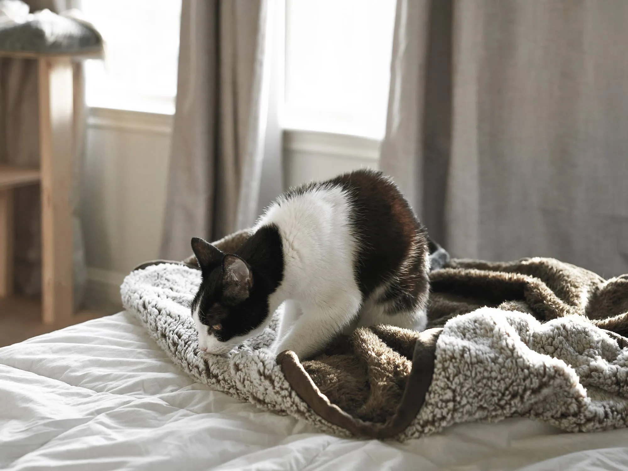Pet Parents® - Pawtect® Blankets, Waterproof Pet Blankets