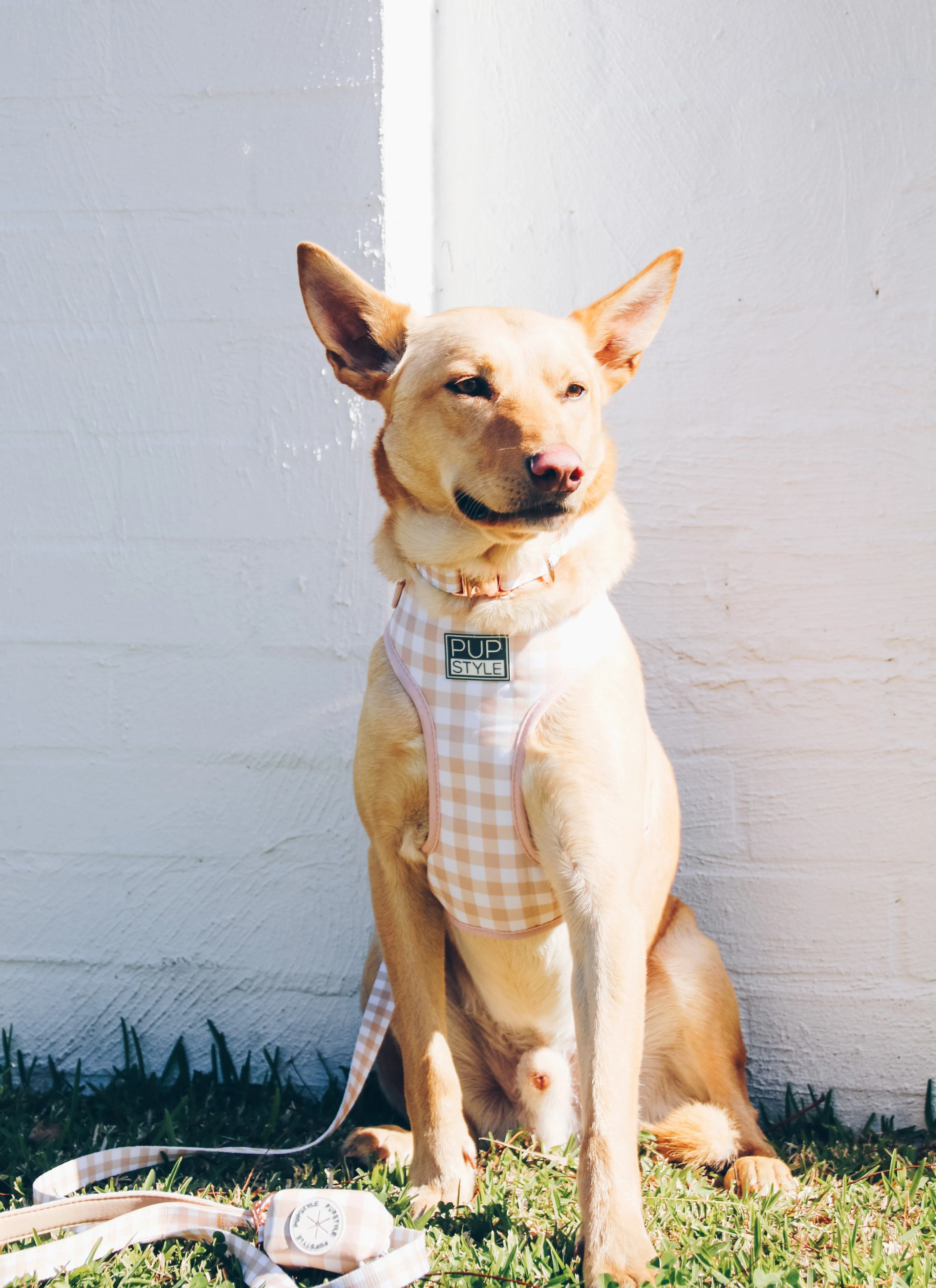 "Creme Brulee" Suburban Collar